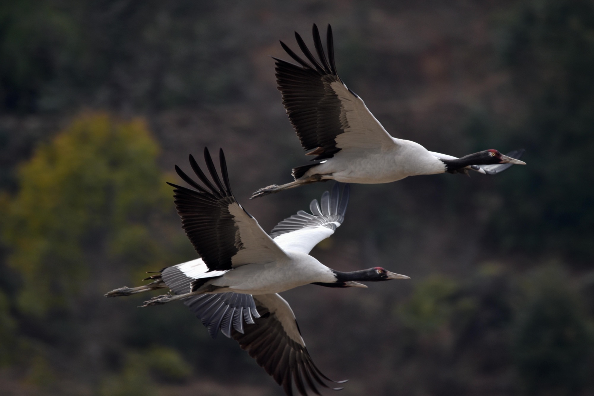 Witnessing the Black-Necked Cranes of Gangtey Valley